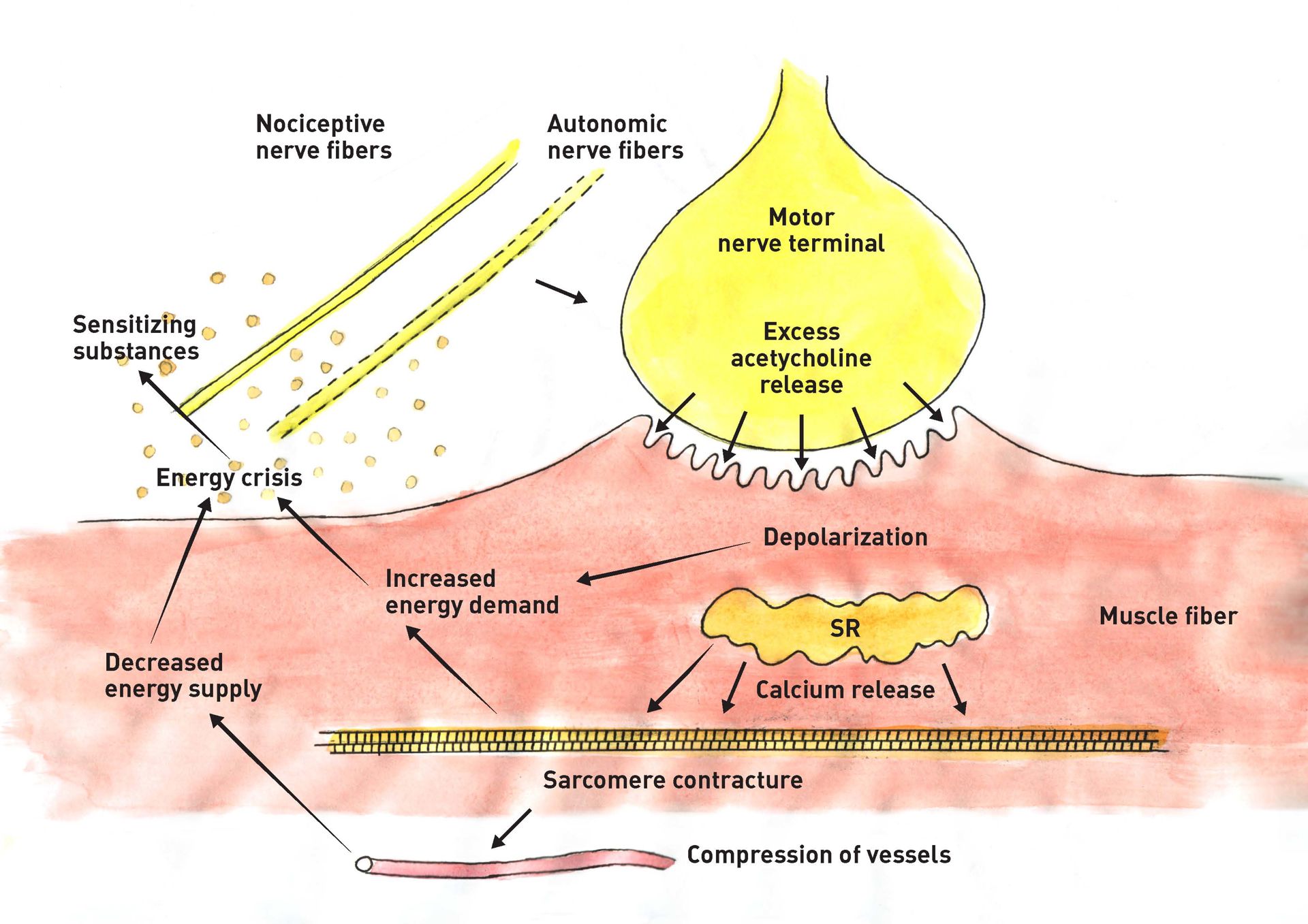 IntegratedHyothesis